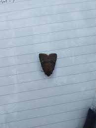 Attēlu rezultāti vaicājumam “Rusina ferruginea female”