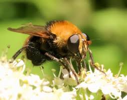 Attēlu rezultāti vaicājumam “Arctophila superbiens”