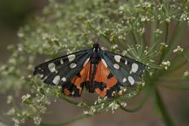 Attēlu rezultāti vaicājumam “Callimorpha dominula”