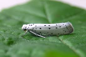 Attēlu rezultāti vaicājumam “Yponomeuta malinellus / cagnagella”