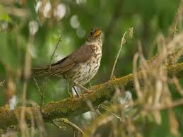 Attēlu rezultāti vaicājumam “Turdus philomelos juvenile”