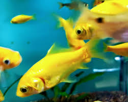 Attēlu rezultāti vaicājumam “Carassius auratus”