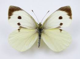 Attēlu rezultāti vaicājumam “Pieris brassicae female”
