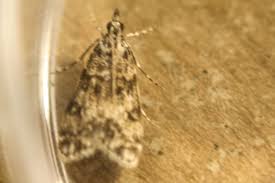 Attēlu rezultāti vaicājumam “Eudonia lacustrata”