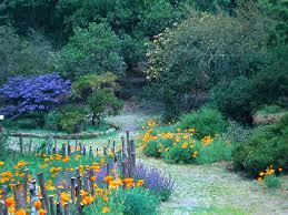 Attēlu rezultāti vaicājumam “Festuca altissima flower”