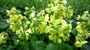 Image result for Primula elatior