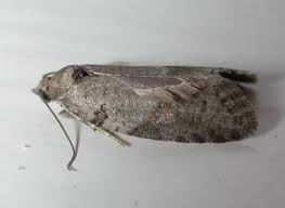 Attēlu rezultāti vaicājumam “Eana incanana”