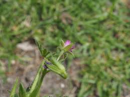 Attēlu rezultāti vaicājumam “Geranium dissectum fruit”