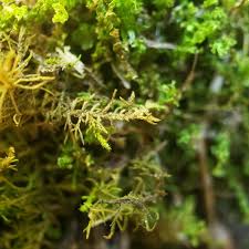 Attēlu rezultāti vaicājumam “Thuidium recognitum”