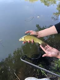 Image result for Tinca tinca