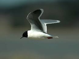 Attēlu rezultāti vaicājumam “Larus minutus adult”
