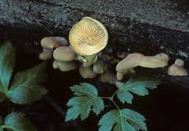 Attēlu rezultāti vaicājumam “Panellus stipticus”