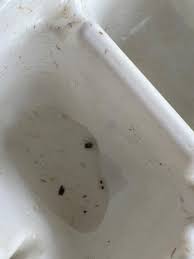 Attēlu rezultāti vaicājumam “Hydrachna”