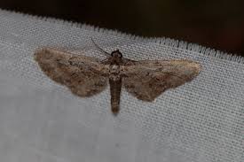 Attēlu rezultāti vaicājumam “Gymnoscelis rufifasciata”