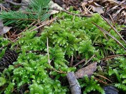 Attēlu rezultāti vaicājumam “Eurhynchium angustirete”