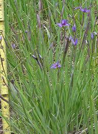 Attēlu rezultāti vaicājumam “Sisyrinchium montanum”