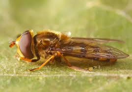 Attēlu rezultāti vaicājumam “Eupeodes nielseni”