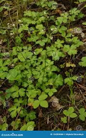 Attēlu rezultāti vaicājumam “Sanicula europaea bud”