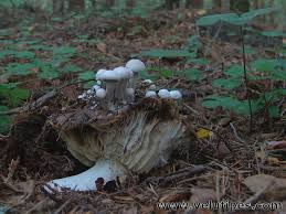 Attēlu rezultāti vaicājumam “Asterophora lycoperdoides”