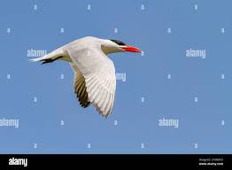 Attēlu rezultāti vaicājumam “Hydroprogne caspia”