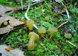 Attēlu rezultāti vaicājumam “Leotia lubrica”