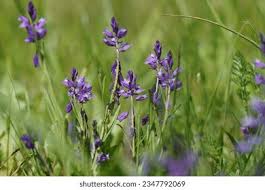 Attēlu rezultāti vaicājumam “Polygala vulgaris flower”