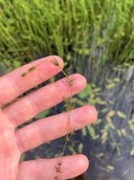 Attēlu rezultāti vaicājumam “Chara globularis”