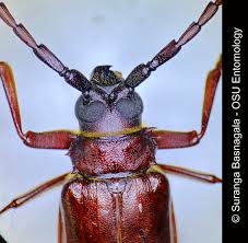 Attēlu rezultāti vaicājumam “Priobium carpini”