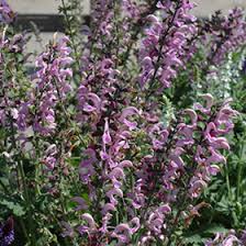 Image result for Salvia pratensis `Rose Rhapsody