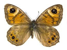 Attēlu rezultāti vaicājumam “Lasiommata maera underside”