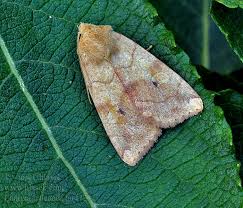 Attēlu rezultāti vaicājumam “Enargia paleacea”