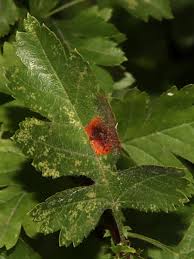 Attēlu rezultāti vaicājumam “Gymnosporangium sp.”