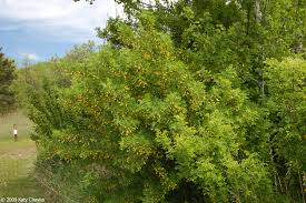 Attēlu rezultāti vaicājumam “Caragana arborescens fruit”