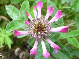 Attēlu rezultāti vaicājumam “Trifolium medium flower”