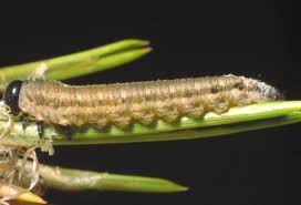 Attēlu rezultāti vaicājumam “Neodiprion sertifer larva”