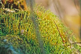 Attēlu rezultāti vaicājumam “Bryum”