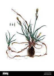 Attēlu rezultāti vaicājumam “Carex arenaria  flower”