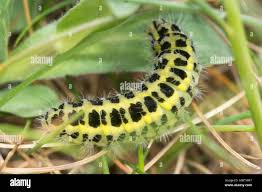 Attēlu rezultāti vaicājumam “Zygaena lonicerae larva”