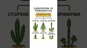 Attēlu rezultāti vaicājumam “Pteropsida”