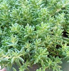 Image result for Sedum album `Coral Carpet`