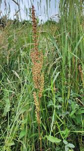 Attēlu rezultāti vaicājumam “Rumex crispus”