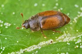 Attēlu rezultāti vaicājumam “Epuraea sp.”