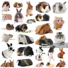 Attēlu rezultāti vaicājumam “Rodentia”