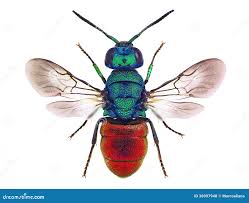 Attēlu rezultāti vaicājumam “Chrysididae”