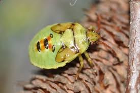 Attēlu rezultāti vaicājumam “Elasmostethus interstinctus imago”