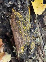 Attēlu rezultāti vaicājumam “Lycogala flavofuscum sessile”