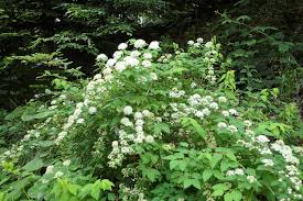 Attēlu rezultāti vaicājumam “Spiraea chamaedryfolia”