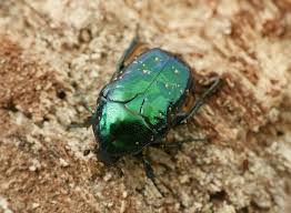 Attēlu rezultāti vaicājumam “Potosia cuprea imago”