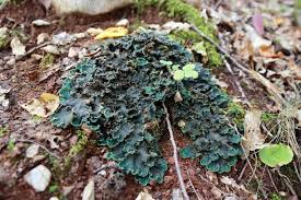 Attēlu rezultāti vaicājumam “Peltigera”