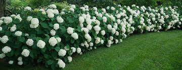 Attēlu rezultāti vaicājumam “Hydrangea arborescens”